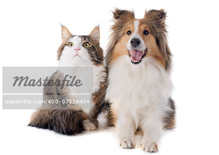 portrait of a purebred shetland dog and maine coon cat in front of white background