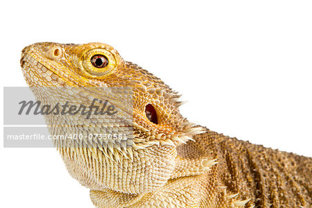 Bearded Dragon on white background. lizard isolated on white background