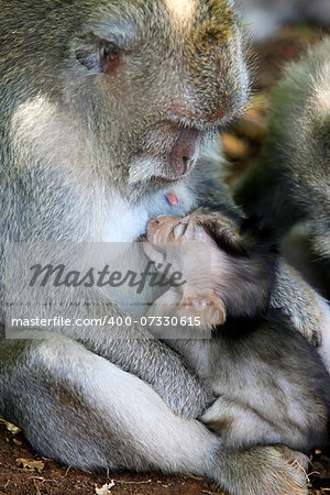 Family of monkeys. Monkeys forest on Bali. Indonesia