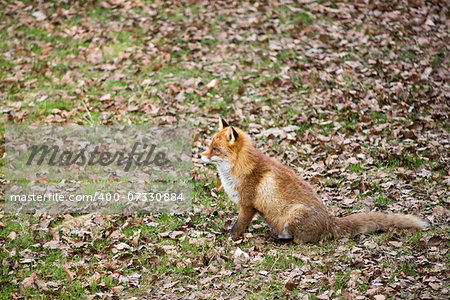 Red fox, Vulpes vulpes sitting on a meadow