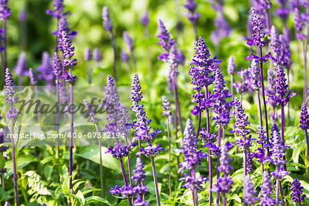 Meadow with blooming Blue Salvia herbal flowers. Blue Salvia is plant in the mint family.