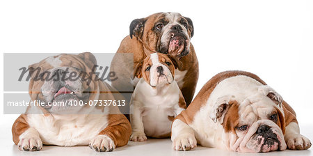 dog family - english bulldog great grandmother in back with father, son and grandfather in front