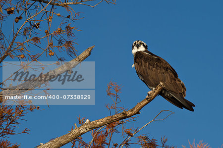 An Osprey (Pandion haliaetus) perching on a branch in the Florida Everglades looking for something to eat.