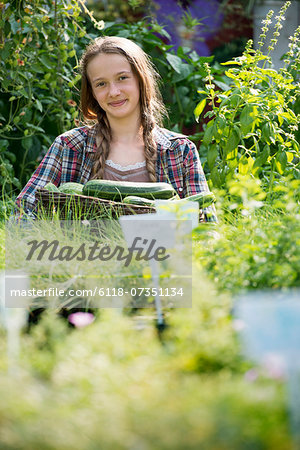 Summer on an organic farm. A girl holding a basket of fresh marrows.