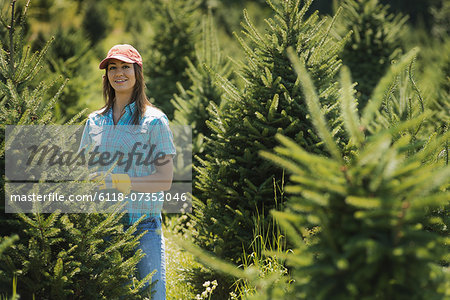 A field full of conifers, pine trees, being tended and pruned by a young woman.