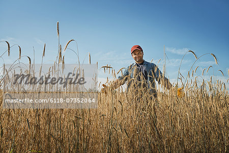 A man standing in a field full of tall ripening wheat or corn stalks crop.