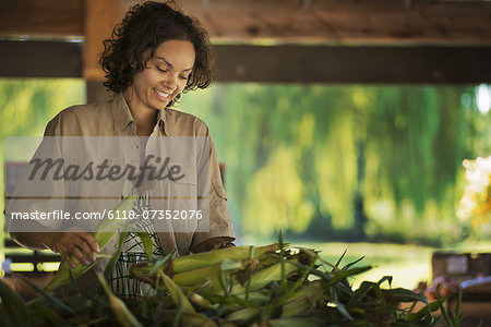 A woman with a heap of freshly picked sweet corn or maize cobs.