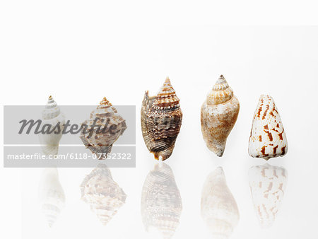 Sea shells in a row, showing a variety of size, shape and pattern.
