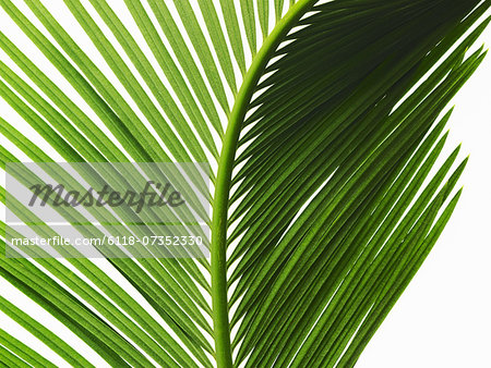 A glossy green palm leaf in close up, with central rib and paired fronds.