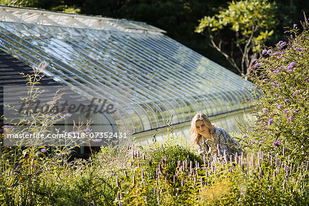 Organic Farming, A young woman working in a bed of tall flowering plants. Greenhouse.