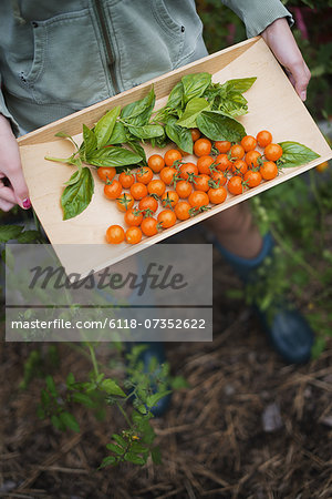 Organic Farming. A young girl holding a wooden tray of red cherry tomatoes and basil leaves.