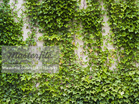 Ivy growing, a lush plant on a brick wall