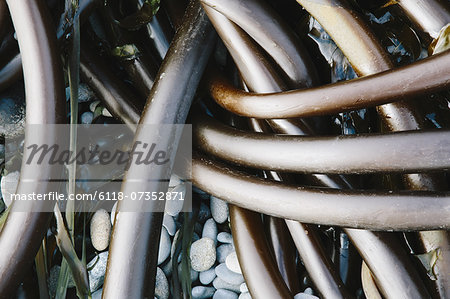 Pile of Bull Kelp seaweed washed up on beach on Rialto Beach, USA