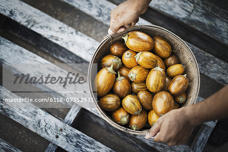 A bowl of freshly harvested vegetables, acorn squash being held in two hands.