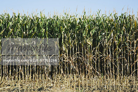 Field of corn Field of corn