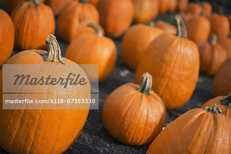 A large collection of pumpkins set out to harden off.