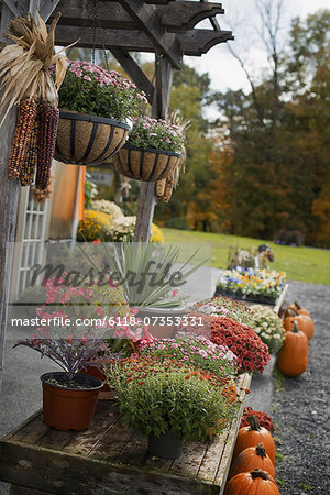 An organic farm stand. Display of vegetables, fruit and flowers.