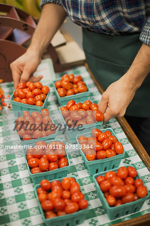 Organic Farmer at Work. A young man arranging a row of punnets of tomatoes.