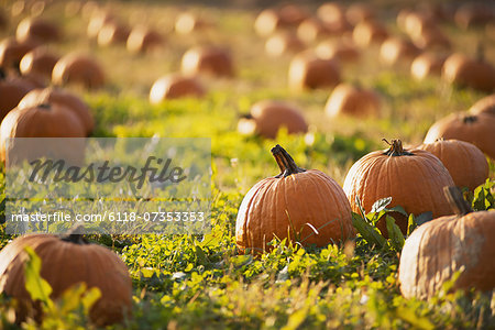 A field of pumpkins growing.