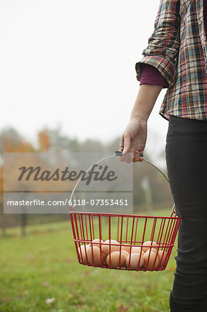 Organic farm. A woman carrying a clutch of freshly laid hen's eggs in a wire basket.