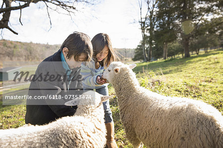 Two children at an animal sanctuary, in a paddock feeding two sheep.