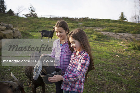 Two children, young girls, in the goat enclosure at an animal sanctuary.