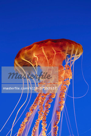 Black sea nettle jellyfish underwater, in the Monterey Bay Aquarium.