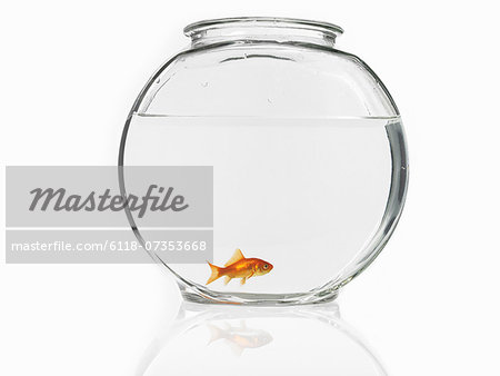 Goldfish swimming in a bowl