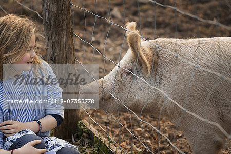 A pig in a paddock. Nuzzling against the fence for the attention of a young girl.