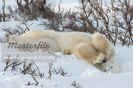 Polar bears in the wild. A powerful predator and a vulnerable  or potentially endangered species.