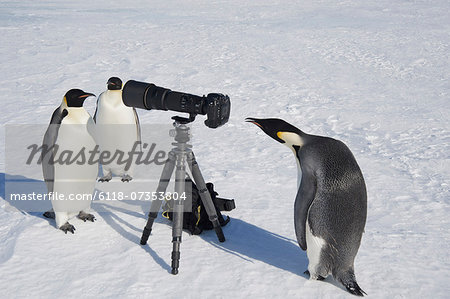 A small group of curious Emperor penguins looking at camera and tripod on the ice on Snow Hill island. A bird peering through the view finder.
