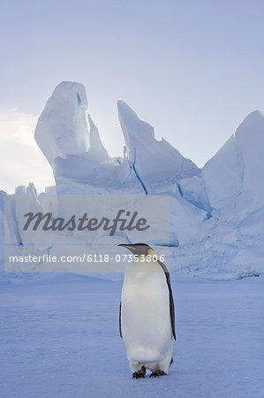 An adult Emperor penguin standing on the ice in shadow, with head turned sideways, on Snow Hill island in the Weddell Sea.