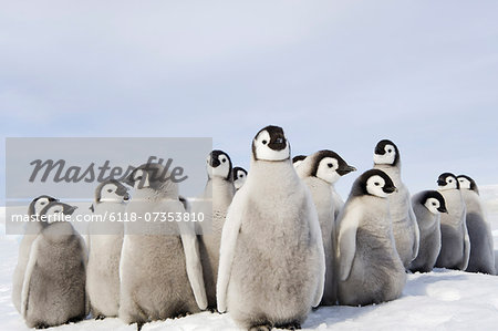 A nursery group of Emperor penguin chicks, huddled together, looking around.  A breeding colony.
