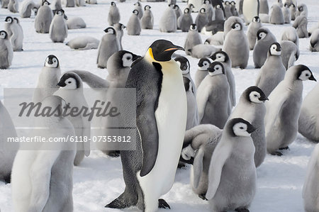 A group of Emperor penguins, one adult animal and a large group of penguin chicks. A breeding colony.