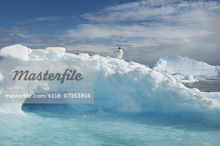 An Adelie penguin on top of an iceberg in the Antarctic seas.
