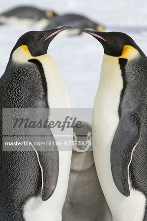 Two adult Emperor penguins and a baby chick nestling between them.
