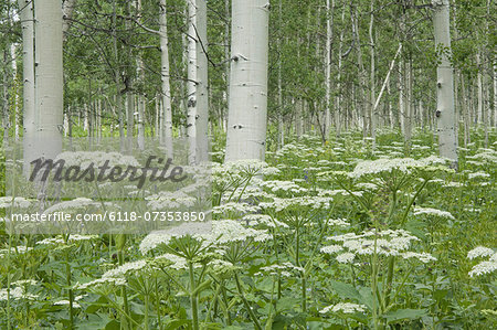 A grove of quivering aspen trees, and cow parsley growing under their shade. White bark and white curds of flowers. Uinta national forest