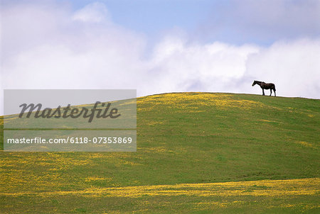 Lush grazing for horses in the meadows of California.