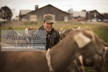 A small organic dairy farm with a mixed herd of cows and goats.  Farmer working and tending to the animals.