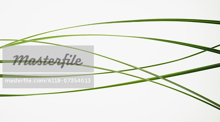 Close up of ornamental grass clippings on white background