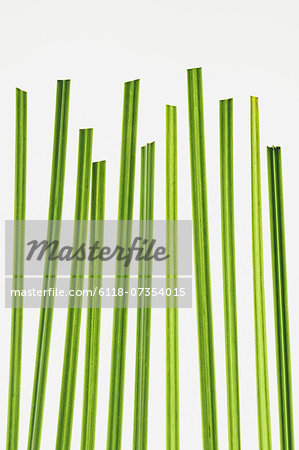 Close up of ornamental grass clippings on white background