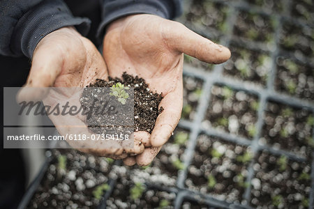 Spring growth in an organic nursery. A person with a handful of soil and a healthy new seedling.