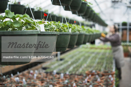 Spring growth in an organic plant nursery. A glasshouse with hanging baskets and plant seedlings.