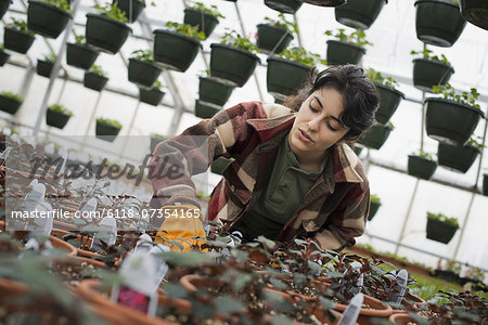 Spring growth in an organic plant nursery glasshouse. A woman working, checking plants and seedlings.