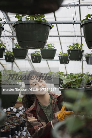 Spring growth in an organic plant nursery glasshouse. A woman working, checking plants and seedlings.