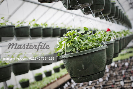 Spring growth in an organic plant nursery. A glasshouse with hanging baskets and plant seedlings.