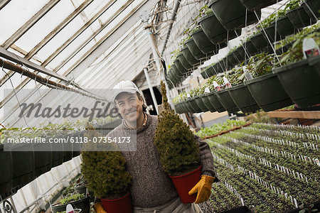 Spring growth in an organic plant nursery glasshouse. A man holding two young conifer shrubs in pots.