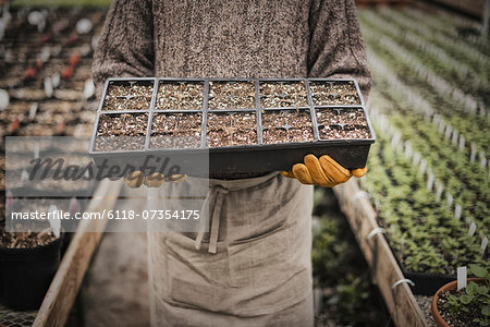 Spring growth in an organic plant nursery glasshouse. A man holding trays of young plants and seedlings. Spring growth in an organic plant nursery glasshouse. A man holding trays of young plants and seedlings.
