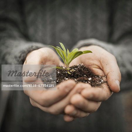 A person in a commercial glasshouse, holding a small plant seedling in his cupped hands.