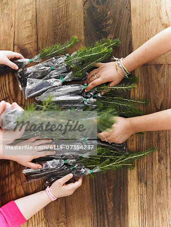 Rows of small evergreen seedlings laid on a tabletop. Three children sorting them out. Rows of small evergreen seedlings laid on a tabletop. Three children sorting them out.